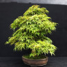 Acer palmatum Seigen - Erable du Japon