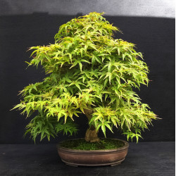 Acer palmatum Seigen -...