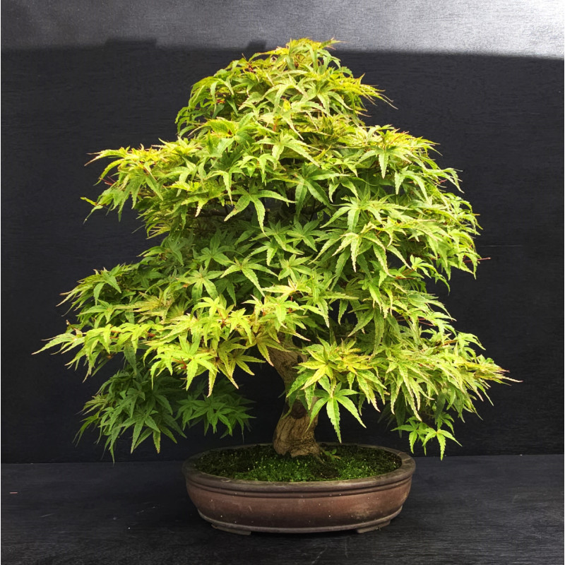 Acer palmatum Seigen - Erable du Japon