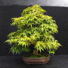 Acer palmatum Seigen - Erable du Japon