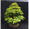 Acer palmatum Seigen - Erable du Japon