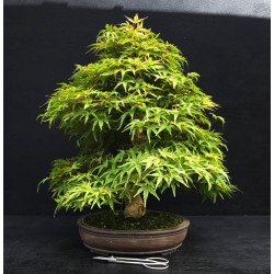 Acer palmatum Seigen - Erable du Japon