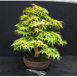 Acer palmatum Seigen - Erable du Japon