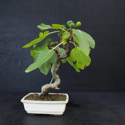 Ficus Carica - Figuier