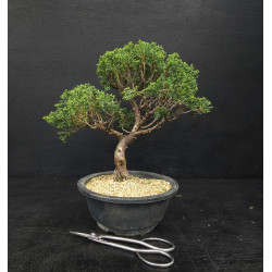 Juniperus chinensis Kishu