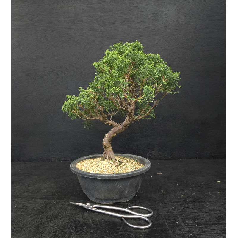 Juniperus chinensis Kishu