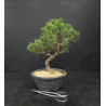 Juniperus chinensis Kishu