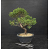 Juniperus chinensis Kishu