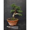 Juniperus chinensis Kishu