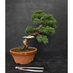 Juniperus chinensis Kishu