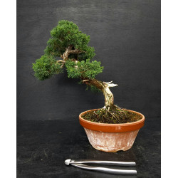 Juniperus chinensis Kishu