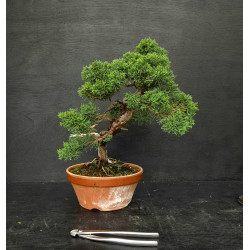 Juniperus chinensis Kishu