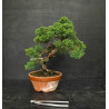 Juniperus chinensis Kishu