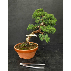 Juniperus chinensis Kishu