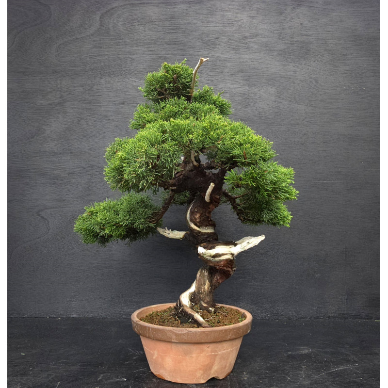 Juniperus Itoigawa