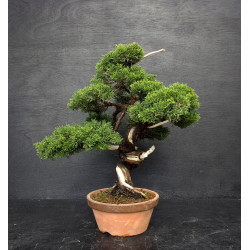 Juniperus Itoigawa