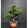 Juniperus Itoigawa