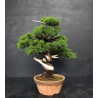 Juniperus Itoigawa