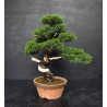 Juniperus Itoigawa