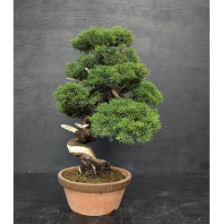 Juniperus Itoigawa