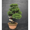 Juniperus Itoigawa