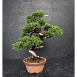 Juniperus Itoigawa