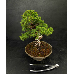 Juniperus Itoigawa