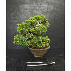 Juniperus Itoigawa