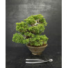 Juniperus Itoigawa