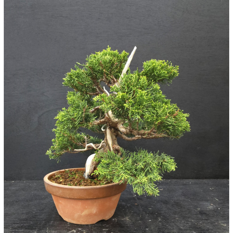 juniperus itoigawa, genevrier en bonsai. Vente de bonsai en ligne