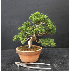 Juniperus Itoigawa