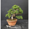 Juniperus Itoigawa