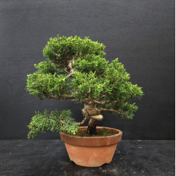 Juniperus Itoigawa