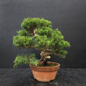 Juniperus Itoigawa