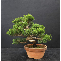 Juniperus Itoigawa