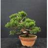 Juniperus Itoigawa