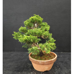 Juniperus Itoigawa