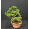 Juniperus Itoigawa