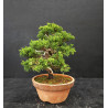 Juniperus Itoigawa