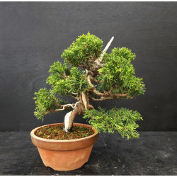 Juniperus Itoigawa