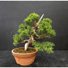 Juniperus Itoigawa