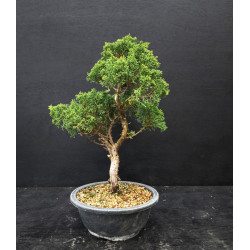 Juniperus chinensis Kishu