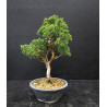 Juniperus chinensis Kishu