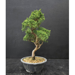 Juniperus chinensis Kishu