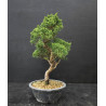 Juniperus chinensis Kishu