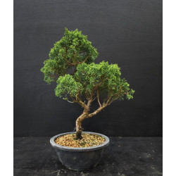 Juniperus chinensis Kishu