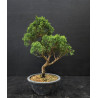 Juniperus chinensis Kishu