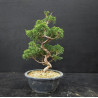 Juniperus chinensis Kishu