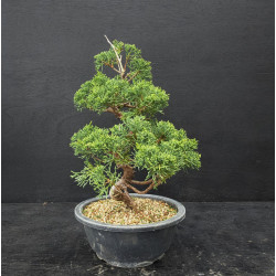 Juniperus chinensis Kishu