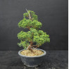 Juniperus chinensis Kishu